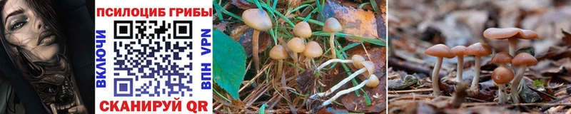 Псилоцибиновые грибы Psilocybine cubensis Фролово